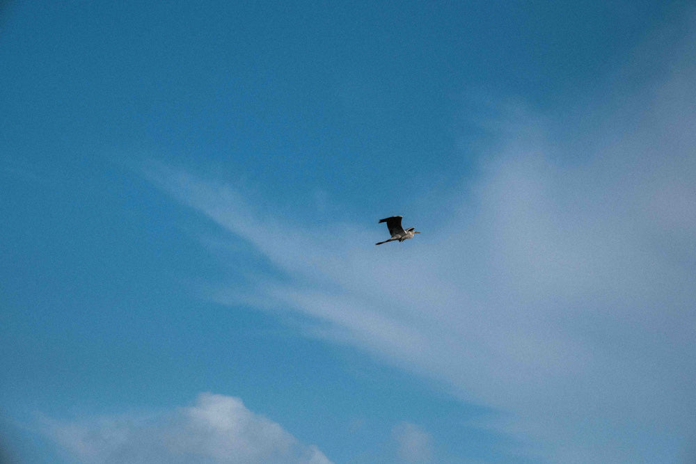 Free as a Bird