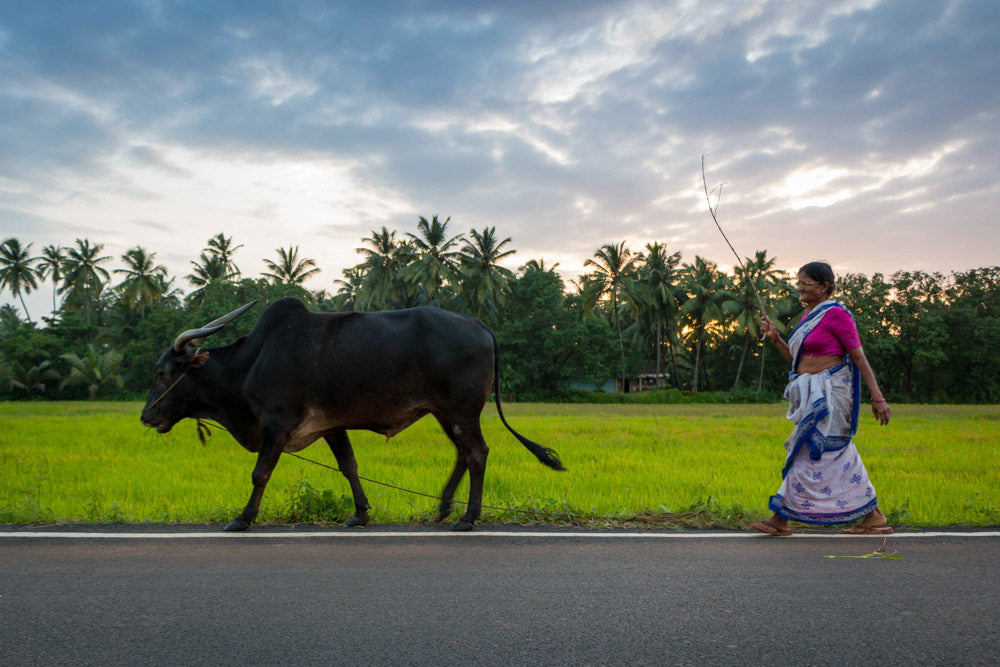 Evening Stroll