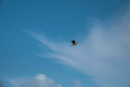 Free as a Bird