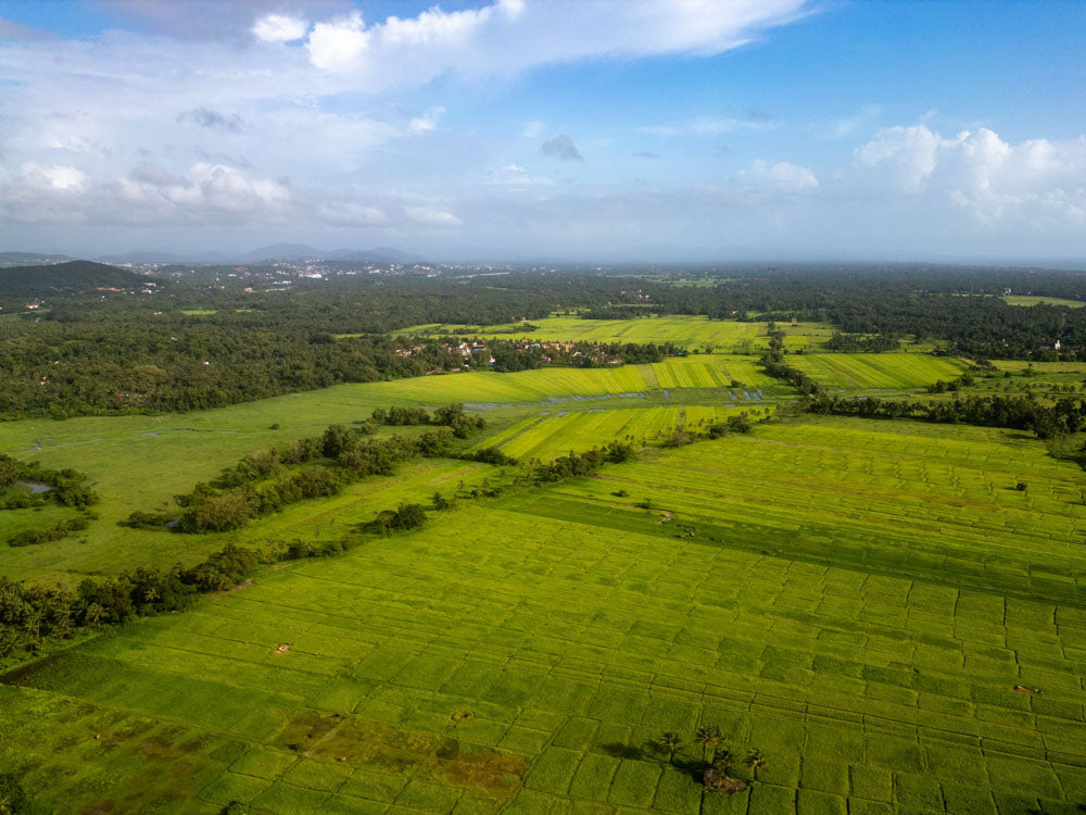 Fields