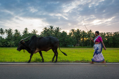 Evening Stroll